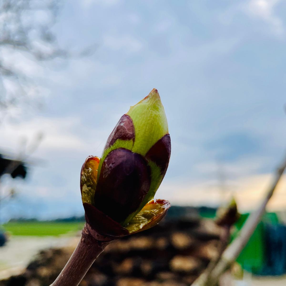 07 · Bio Seelentropfen Rosskastanienknospe